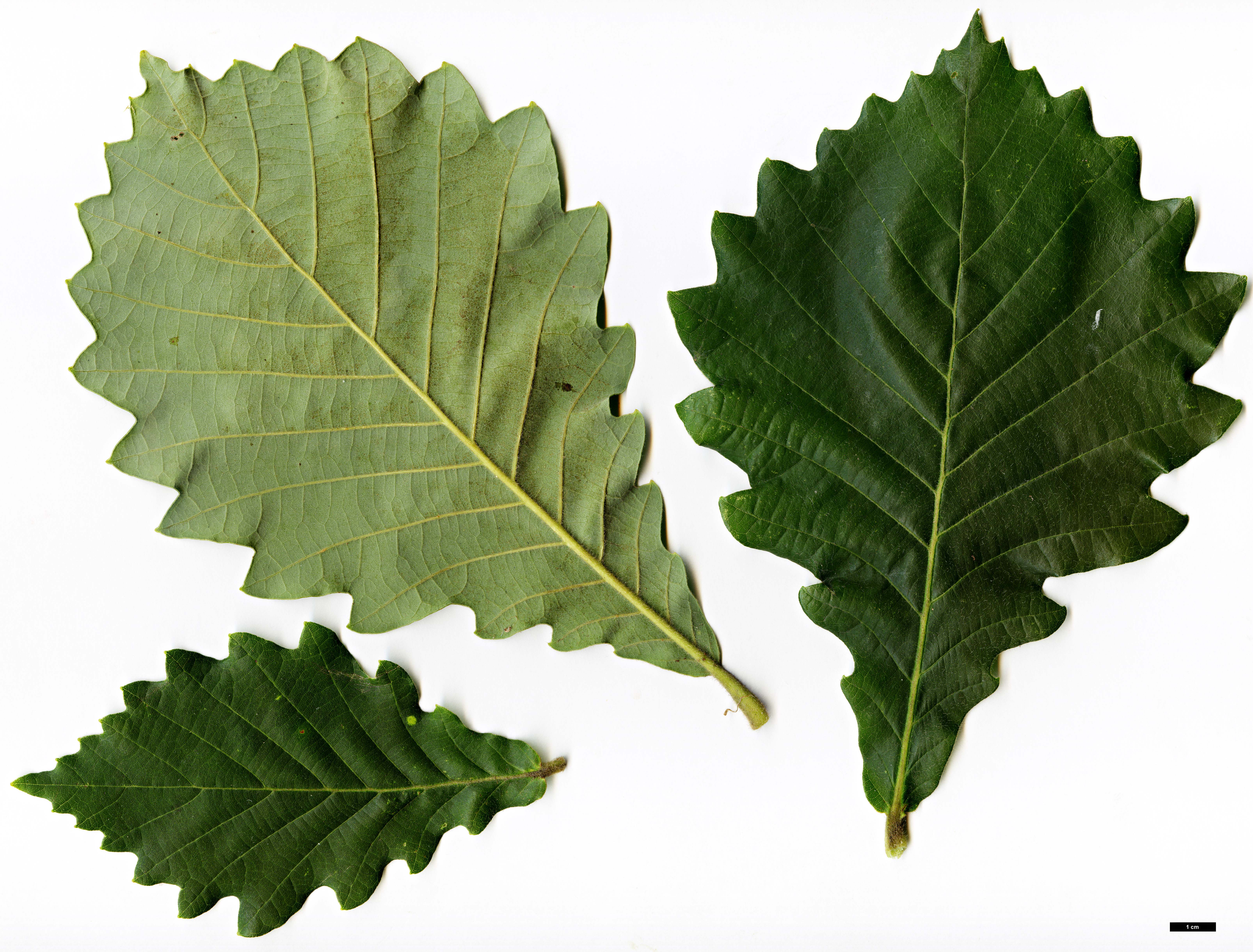 High resolution image: Family: Fagaceae - Genus: Quercus - Taxon: dentata - SpeciesSub: subsp. yunnanensis